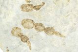 Plate of Dinosaur (Grallator) Tracks - Negative Impressions #366863-3